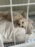 贝初众狗窝垫子四季通用小中大型犬狗狗宠物睡垫狗床春夏季猫狗窝防水 卡其色-50*40cm【建议10斤内】 防水|不粘毛 柔软不塌陷 实拍图