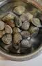 【净化吐沙】鲜活小花蛤500g （70-90粒/500g) 实拍图