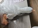 熊猫熊大白鹅玩偶抱枕睡觉毛绒玩具布娃娃长条公仔男女孩生日礼物女生友 实拍图