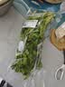 带根香菜100g 实拍图
