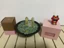 意千阁造物×JDear京东联名浮光祈愿 生机 黄水晶摆件 教师节礼物伴手礼 实拍图