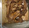 周黑鸭锁鲜4盒装 锁骨150g*2鸭翅125g*2 即食卤味 源头直发包邮 实拍图