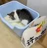 许翠花 经典原味纯植物猫砂2.5kg*8包木薯猫砂囤货装不粘底强吸水易结团 实拍图