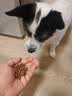 京东京造狗粮老年犬中小型狗粮高鲜肉鲜蒸抗初老护关节易消化7岁+狗粮2kg 实拍图
