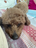 宝路狗粮老年犬狗粮 牛肉味1.8kg全犬种通用老年犬狗粮全价粮  实拍图