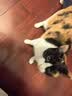 普安特宠物猫咪驱虫药驱虫体内外同驱跳蚤犬虱非泼罗尼滴剂爱滴克 实拍图