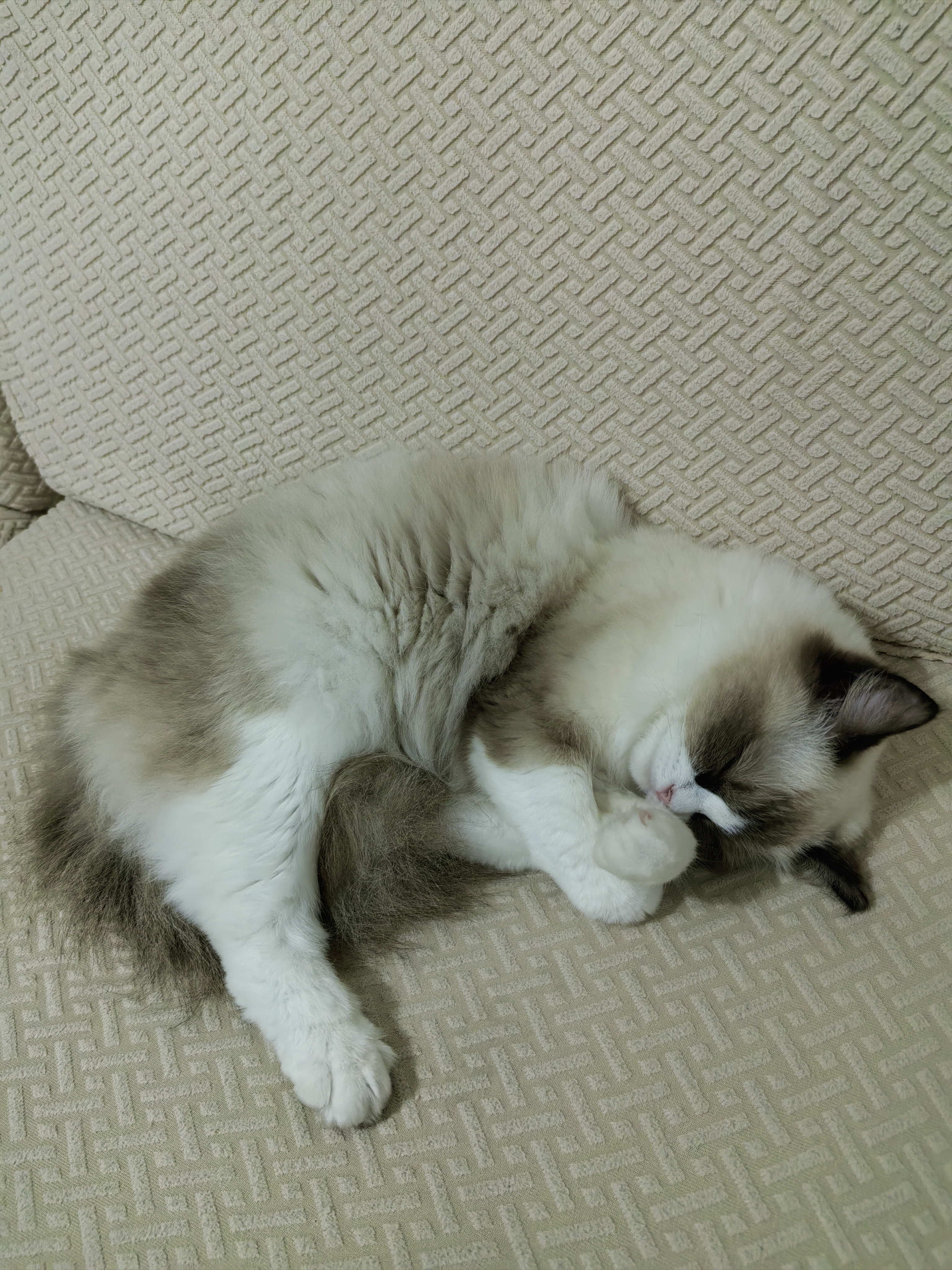普安特猫藓猫癣喷剂猫咪狗狗皮肤病狗癣喷雾真菌感染宠物瘙痒掉毛皮普特 皮普特皮肤喷剂 100ml*2瓶 实拍图