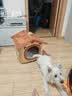 阿柴与猫封闭式猫窝大房子小型犬狗窝睡觉猫狗屋可拆洗四季通用宠物窝 实拍图
