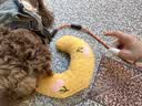 HELLOJOY猫咪专用小枕头宠物狗狗夏天u型枕头睡觉垫子猫毛毯保暖宠物用品 实拍图