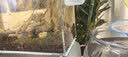 金晶超白鱼缸客厅桌面小鱼缸玻璃草缸龟缸懒人家用生态造景水族箱 长30CM宽18CM高20CM（厚度5MM） 金晶超白鱼缸裸缸 实拍图