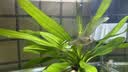 YEE土霉素白点净水族鱼缸杀菌烂尾乌龟治疗白毛热带鱼病20g 实拍图