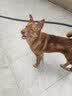 憨憨乐园伊丽莎白圈耻辱圈狗狗猫项圈猫咪头套宠物脖套大型犬防咬圈用品1 实拍图