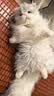 Chongker宠客米努特猫咪背包仿真拿破仑猫公仔毛绒玩具送女生生日礼物 实拍图
