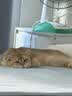 皇家搭档猫罐头猫零食成猫幼猫罐头宠物零食三文鱼金枪鱼吞拿混合85g*6罐 实拍图