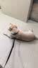 皇家狗粮 成犬狗粮 犬粮 宠物大型犬 GR26全价犬粮≥15月15KG 实拍图
