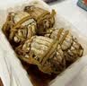 鱻谣花雕熟醉蟹2.0两母 4只装 600g固形物≥66% 大闸蟹螃蟹海鲜预制菜 实拍图