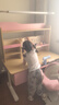 童博士儿童学习桌椅套装楹木可升降写字桌小学生书桌课桌椅子阳光桌C12 1.2米楹木桌+光谱大路灯+侧柜+追背椅粉 赠学习大礼包 实拍图