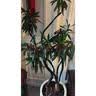 HB-101植物活力素营养液50ml促生长兰花多肉僵苗生根液养花植物通用 实拍图