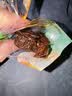 鲜窝窝奶油杏肉500g 独立包装甘草杏无核吊干杏脯蜜饯果干休闲零食 实拍图