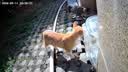 冠能猫粮成猫猫粮鸡肉味3.5kg 全价猫粮 稳固免疫 适口性强 实拍图