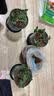 墨斗鱼花盆加仑盆加厚高款1.5加仑*3多肉绿萝月季盆栽树脂塑料简约托盘 实拍图