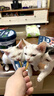 鲜朗主食猫条磷虾三文鱼油营养全价成猫幼猫湿粮无添加非零食补水湿粮 混合口味【12g/支】 48支【囤货装】 实拍图
