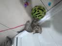 京东京造 3支猫驱虫体外驱虫药驱虫猫驱除耳螨虱子跳蚤蜱虫 实拍图