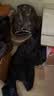 喵丽丝剑麻猫抓板猫窝一体耐磨不易掉屑猫咪玩具猫爪板耐抓四季通用抓盆 65CM超大椭圆跑道麻布贈猫薄荷 实拍图