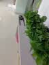 京东绿植绿萝盆栽除甲醛花卉绿植办公室新房净化空气180加仑4盆装源头直发 实拍图