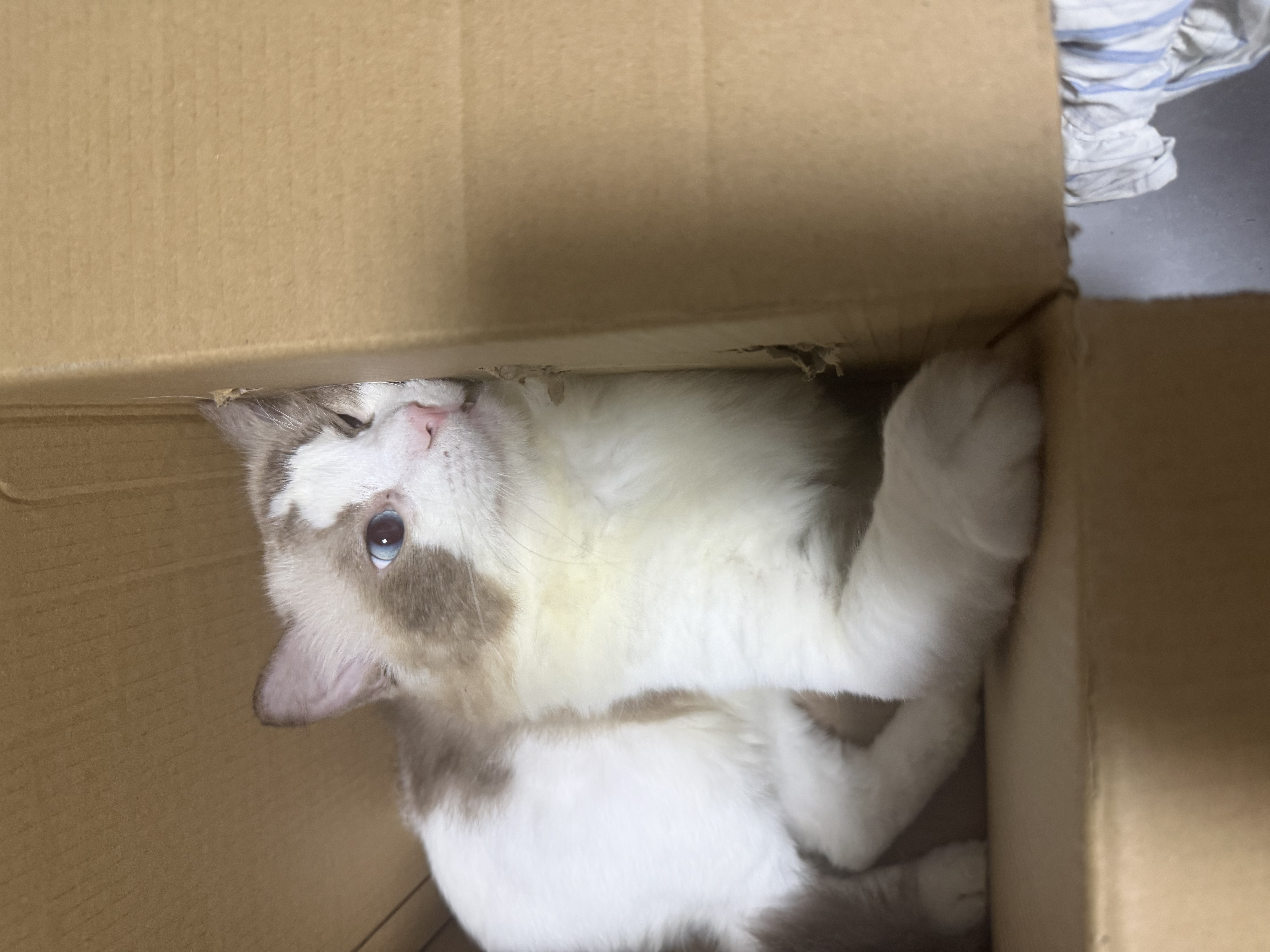 素力高（SolidGold）猫粮美毛进口高蛋白鳕鱼鱼油猫粮12磅/5.44kg 实拍图