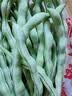 京鲜生山东新鲜白芸豆净重5斤装白不老新鲜蔬菜源头直发包邮 实拍图