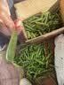 中鲜生 云南新鲜豌豆 甜豌豆新鲜蔬菜现摘豆角 净重3斤装【尝鲜装】鲜嫩饱满 实拍图