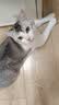 麦富迪猫粮 三文鱼鱼油磷虾猫粮10kg 全猫种20斤批发成猫幼猫粮 三文鱼鱼油幼猫粮1.5kg 实拍图