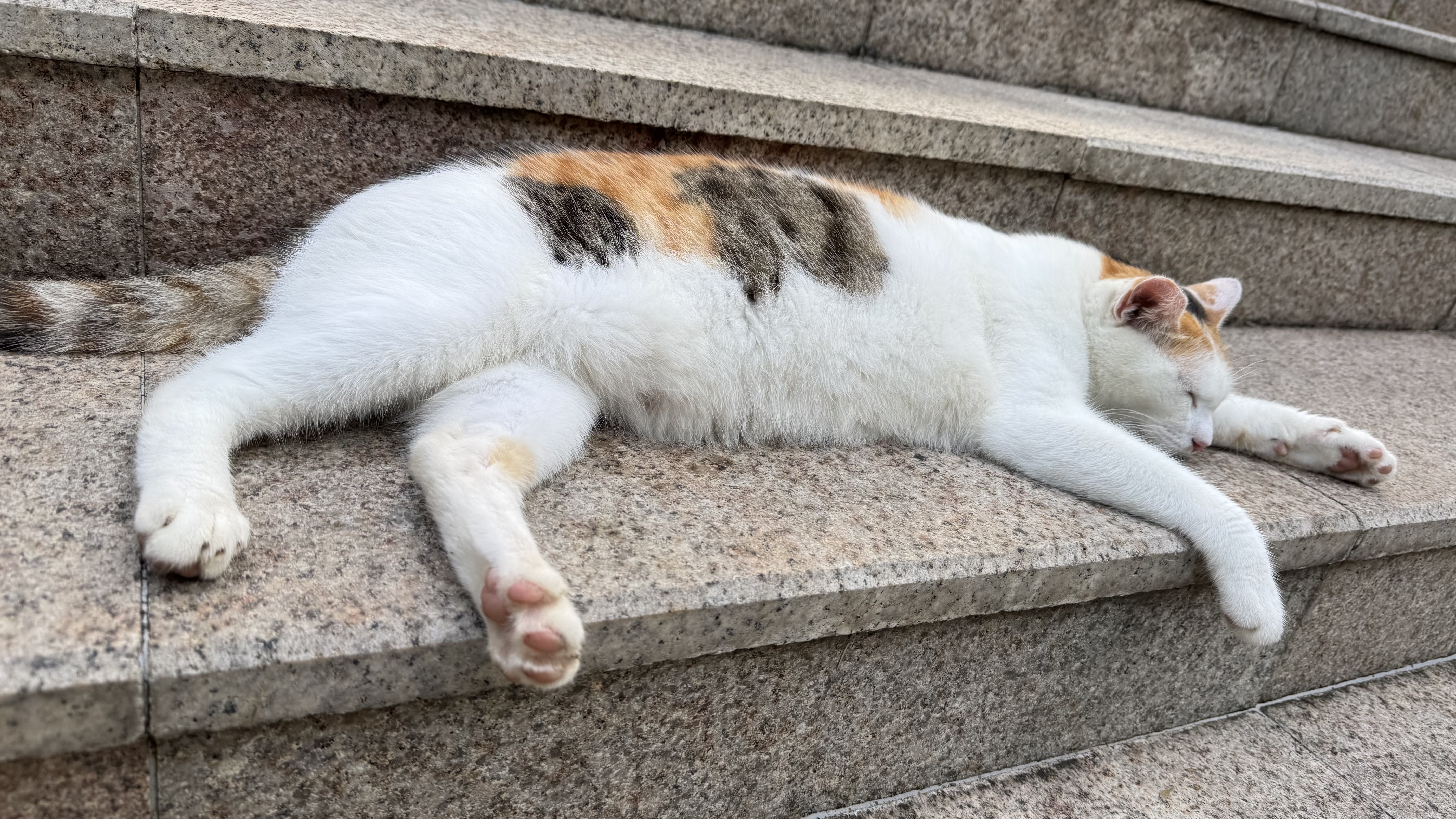 网易严选全价猫粮4.0 成幼猫三文鱼亮毛护肠胃深海鱼虾味10kg【宠物金选】 实拍图