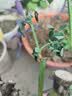 玫瑰花苗老桩绿植物盆栽月季蔷薇老根室内外阳台庭院特大花卉四季 7粉黛（老桩苗四季开花） 实拍图