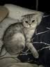 麦富迪猫罐头 浓汁猫罐头猫咪零食成幼猫补水亮毛吞拿鱼鲜虾85g*24罐 实拍图