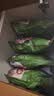 京东京造拿铁奶茶三合一速溶咖啡粉0反式脂肪无植脂末袋装100条1500g 实拍图