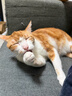多特思猫零食小轻松猫草猫条50支0肉粉0诱食剂排毛化毛成幼猫条软罐头 实拍图