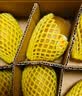 佳沛（zespri）新西兰阳光金奇异果6粒装88-103g猕猴桃水果中秋节礼品送水果礼盒 实拍图