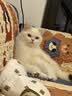FARMINA PET FOODS法米娜鲱鱼甜橙5kg成猫幼猫绝育控制体重猫粮 实拍图