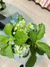 花翁绣球花苗无尽夏大花幸运八仙花阳台室内庭院花卉盆栽植物源头直发 实拍图