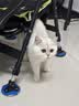 皇家猫粮 室内成猫粮 I27 通用粮 12月以上 4.5KG 实拍图