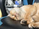 ZEAL【试吃尝鲜】猫猫罐头85g羊肉帝王鲑口味 猫湿粮新西兰原装进口 实拍图