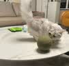 欢宠网猫薄荷球猫玩具猫咪磨牙自嗨解闷神器耐咬逗猫棒猫猫小猫幼猫宠物 实拍图