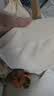 菇娘家特护级A类纯棉16A抗菌高腰内裤零染棉加长裆女士无痕三角裤莱卡 实拍图