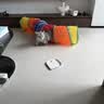 欢宠网猫玩具猫咪猫隧道彩虹钻洞袋子迷宫通道逗猫自嗨神器解闷猫猫小猫 实拍图