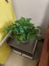 京东绿植绿萝盆栽除甲醛花卉绿植办公室新房净化空气180加仑4盆装源头直发 实拍图