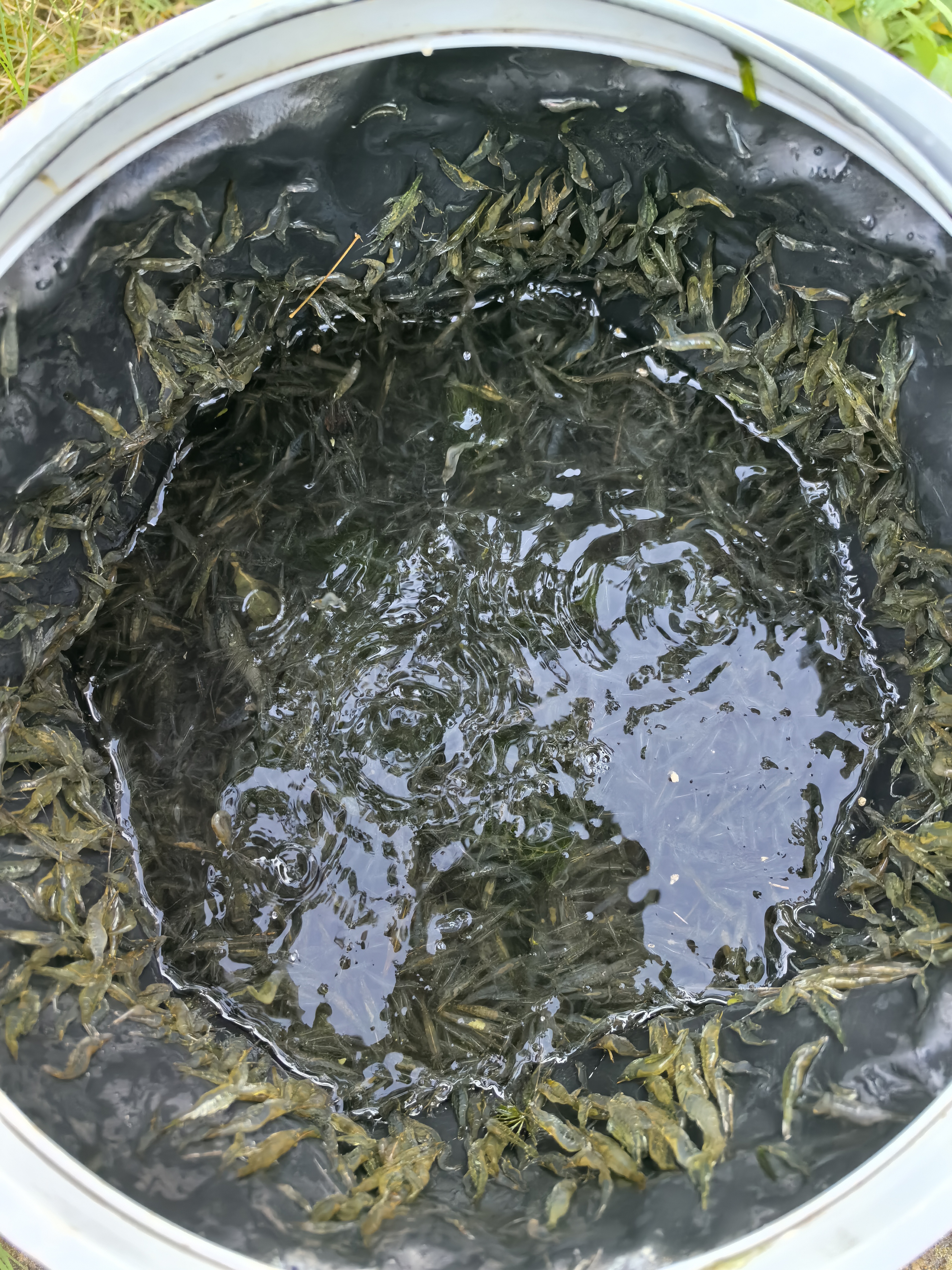龙王恨鱼饵高品蓝鲫腥香酒米饵料黑坑野钓鲫鲤青草鳊鱼通杀钓鱼饵料300g 实拍图