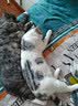 皇家猫粮 幼猫猫粮 幼猫奶糕 K36 通用粮 4-12月 4.5KG 实拍图