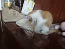 HELLOJOY木天蓼猫咪磨牙棒猫玩具自嗨解闷拉菲草逗猫棒耐咬幼猫养猫神器 实拍图